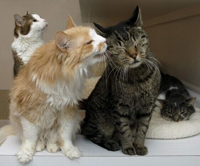 משפחת חתולים