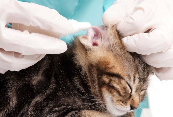 הם שמים טיפות באוזן של החתול