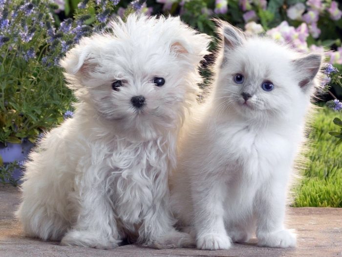 חתלתול וגור