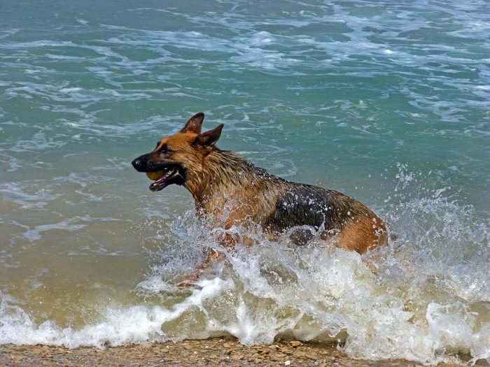 שחייה במים פתוחים