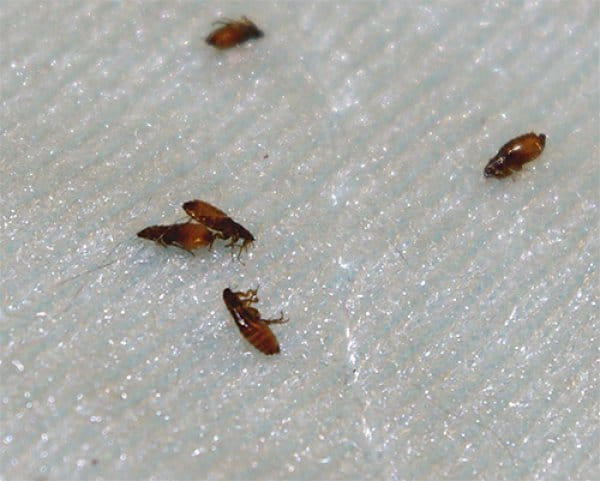 פרעושים מתים