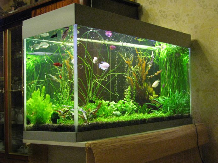 אַקוַרִיוּם