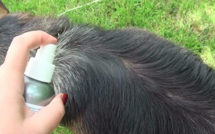 טיפול בכלב עם תרסיס