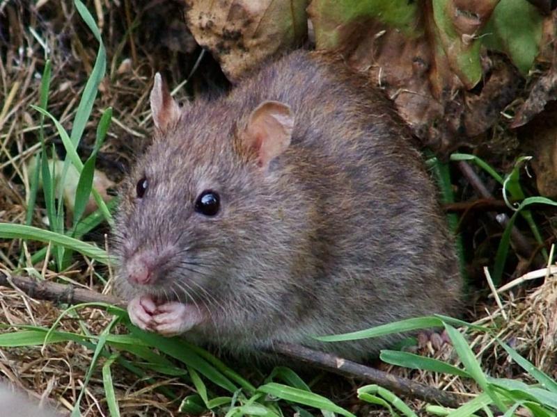 דרכים אמינות להיפטר מחולדות בלול תרנגולות