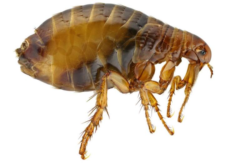 להילחם נגד פרעושים