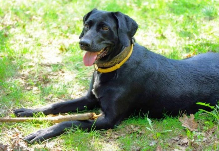 קולר נגד פרעושים על כלב