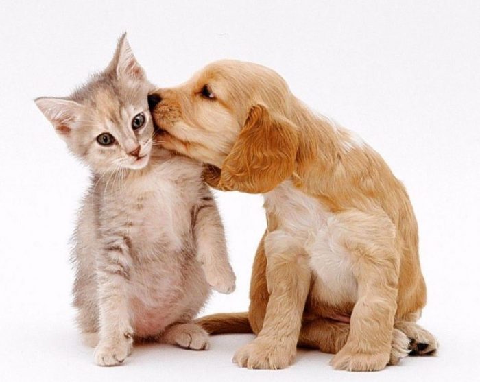 גור וחתלתול