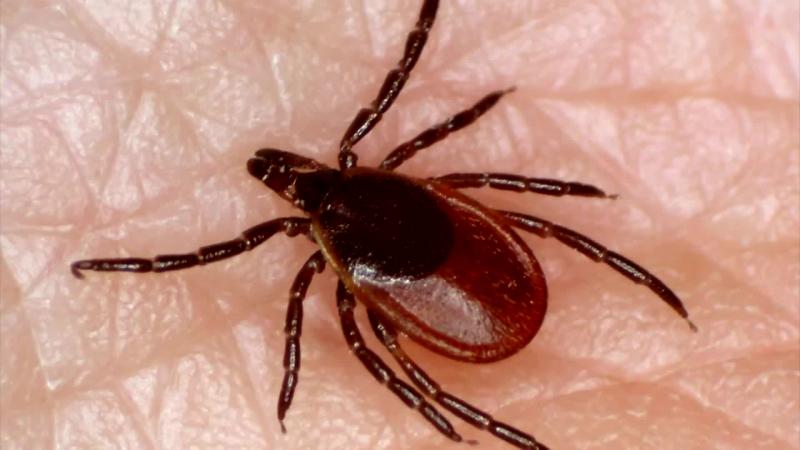 טיפול אקריצידי לקרציות: יתרונות, כללי יישום ובטיחות השיטה