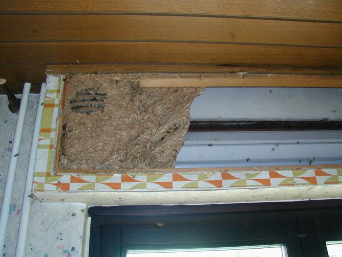 קן צרעות בבית מאחורי הגג