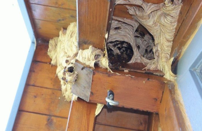 קן צרעות בצורה לא סדירה