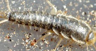 דג הכסף מקלקל אוכל