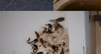 דגי כסף זוחלים על הקירות