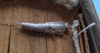 דג כסף על ספר