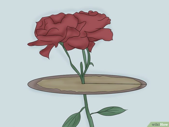 מחסום נמלים על גבעול אדמונית