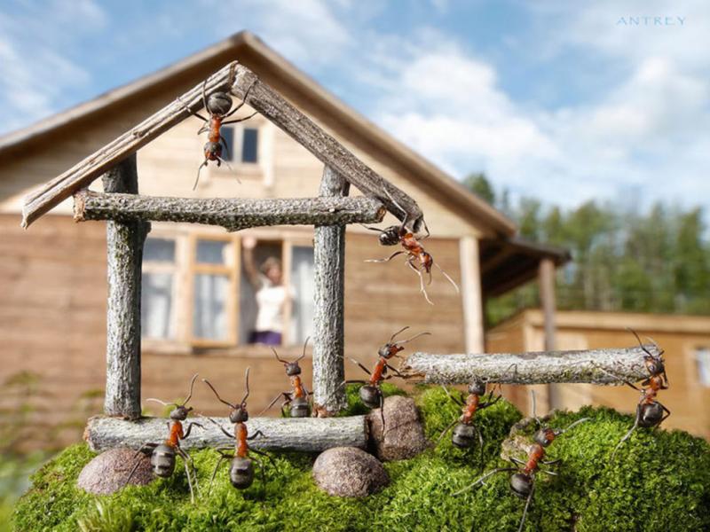 נמלים בבית המרחץ: מדוע חרקים אלה מופיעים שם וכיצד להיפטר מהם