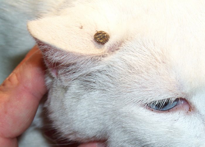 קרצייה על האוזן