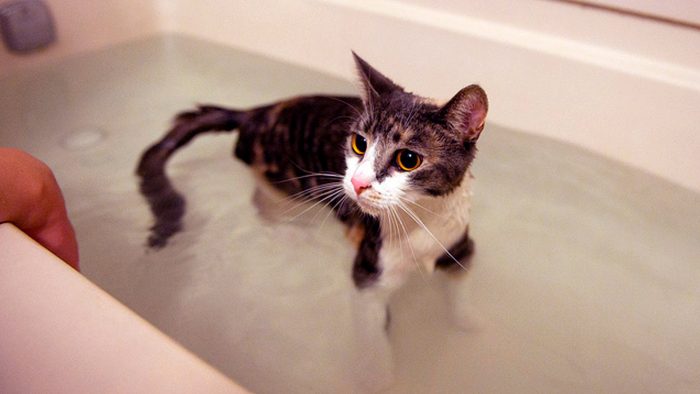 חתול באמבטיה