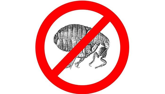 להיפטר מפרעושים