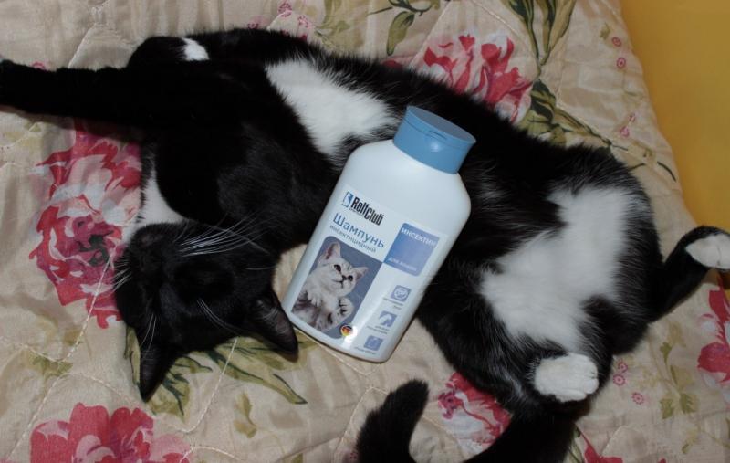 שמפו נגד פרעושים לחיות מחמד: איזה מהם לבחור וכיצד להשתמש בו