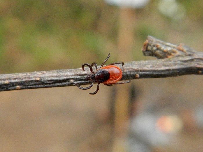 קרצייה על ענף