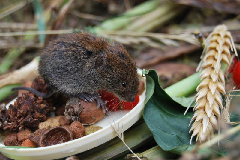 נברן מים: תמונה מבוימת