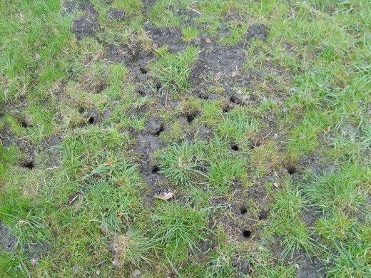 מחילות נברנים