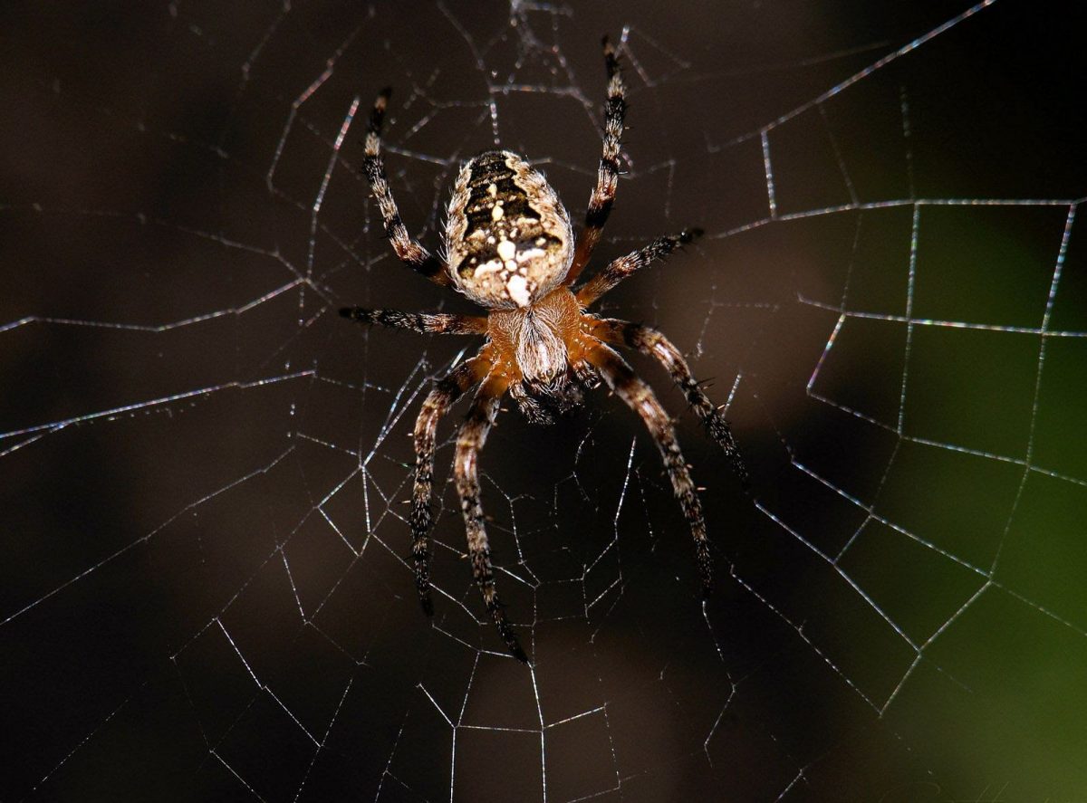עכביש על רשת