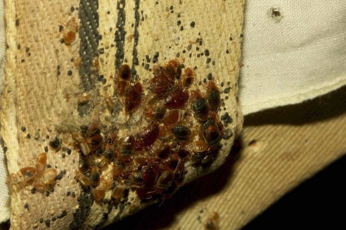 התפשטות פשפשים