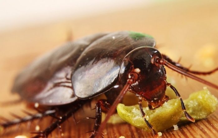 הג'וק אוכל את הפיתיון