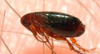 פרעוש חולדה על גוף האדם