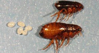 פרעוש אנושי (זכר ונקבה) וביציה