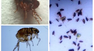 פרעוש כלבים