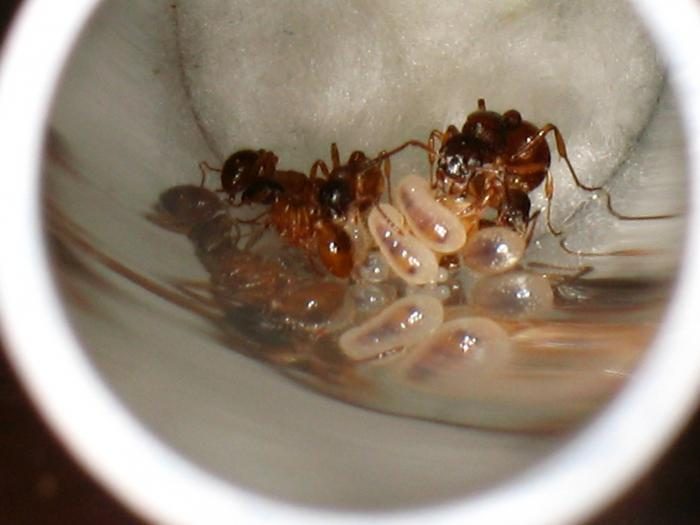 נמלים וזחלים