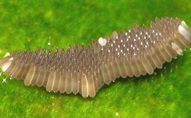 ביצי יתושים