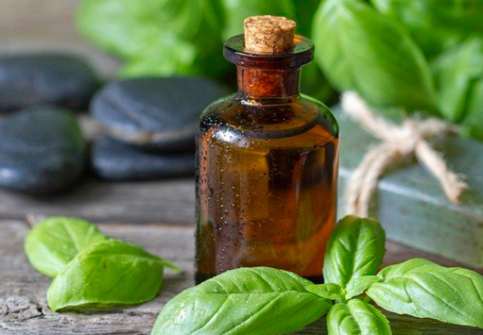 שמן אתרי בזיליקום