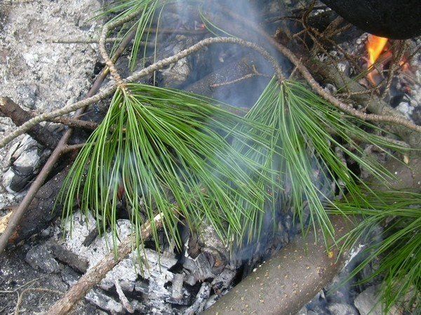 מחטי אורן באש