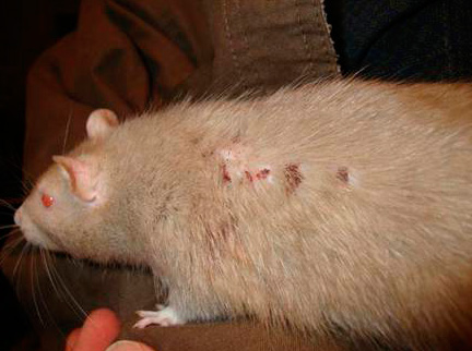 סימני נשיכת פרעושים על חולדה כחיית מחמד