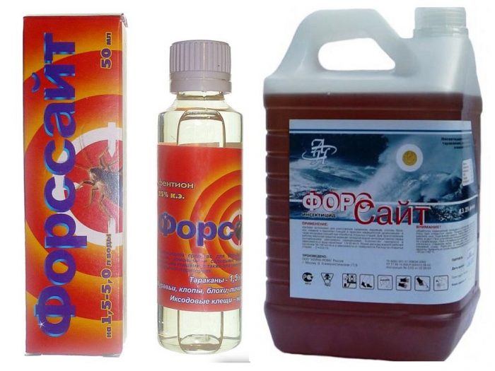 פורסיית' מפשפשים