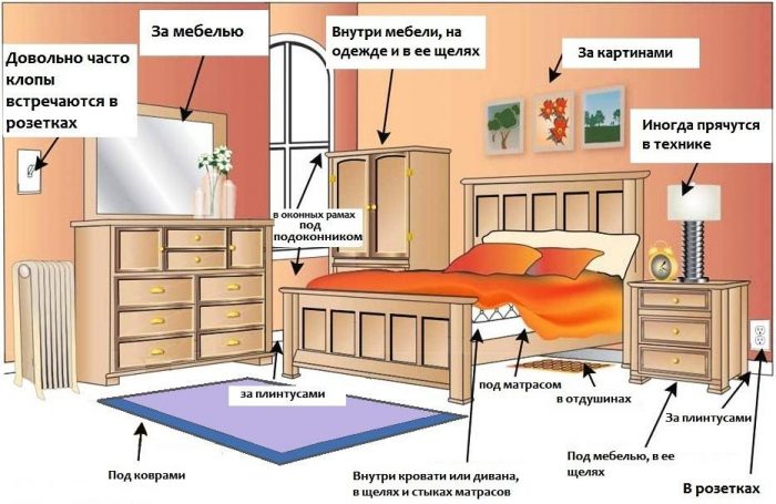 היכן גרים פשפשים