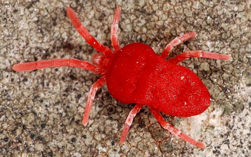 קרדית עכביש אדומה על צמחים: סוגים, סכנות, שיטות בקרה ומניעה