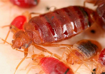 פִּשׁפֵּשׁ