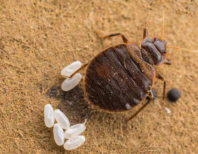 הנקבה מטילה ביצים