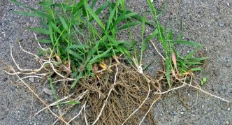 שורשי עשב הספה