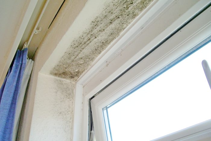 עובש על החלונות