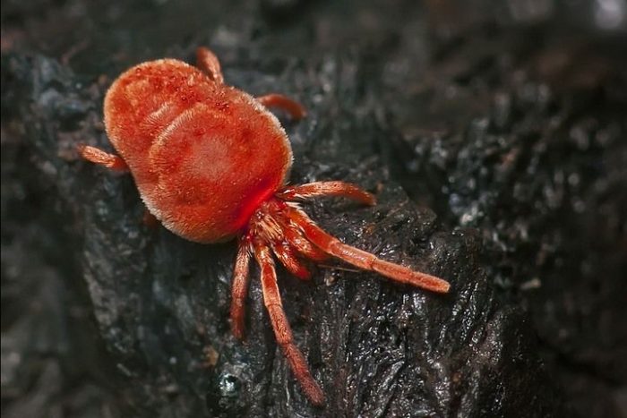 קרדית פרי אדום על עץ