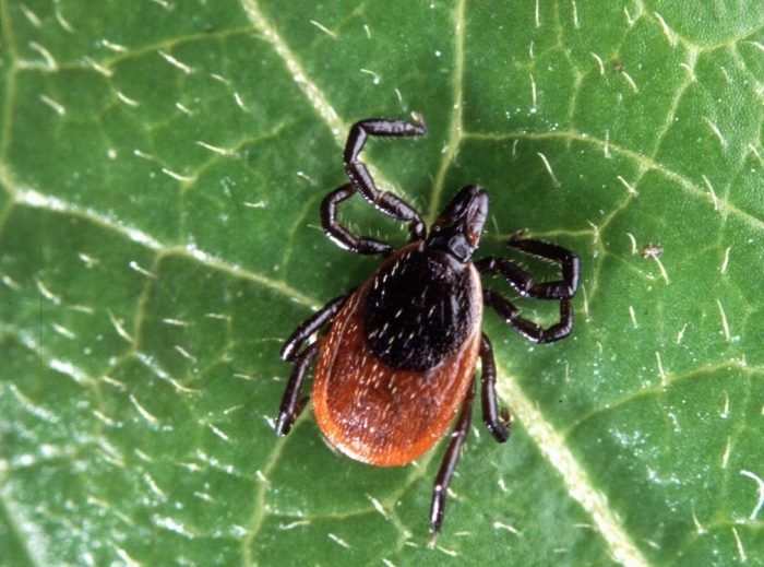 קרצית איקסודיד