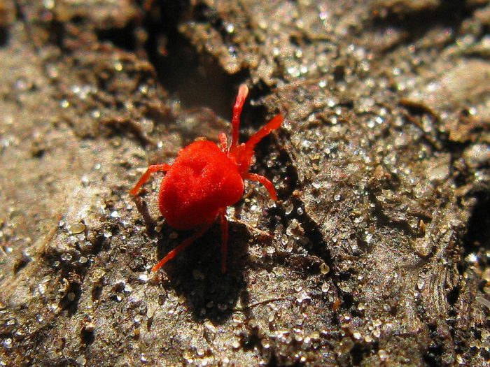 קרדית אדומה בקרקע