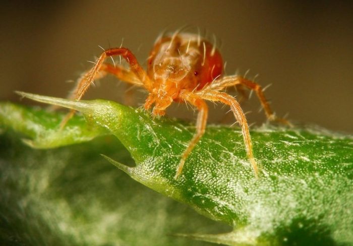 קרדית אדומה עוזרר