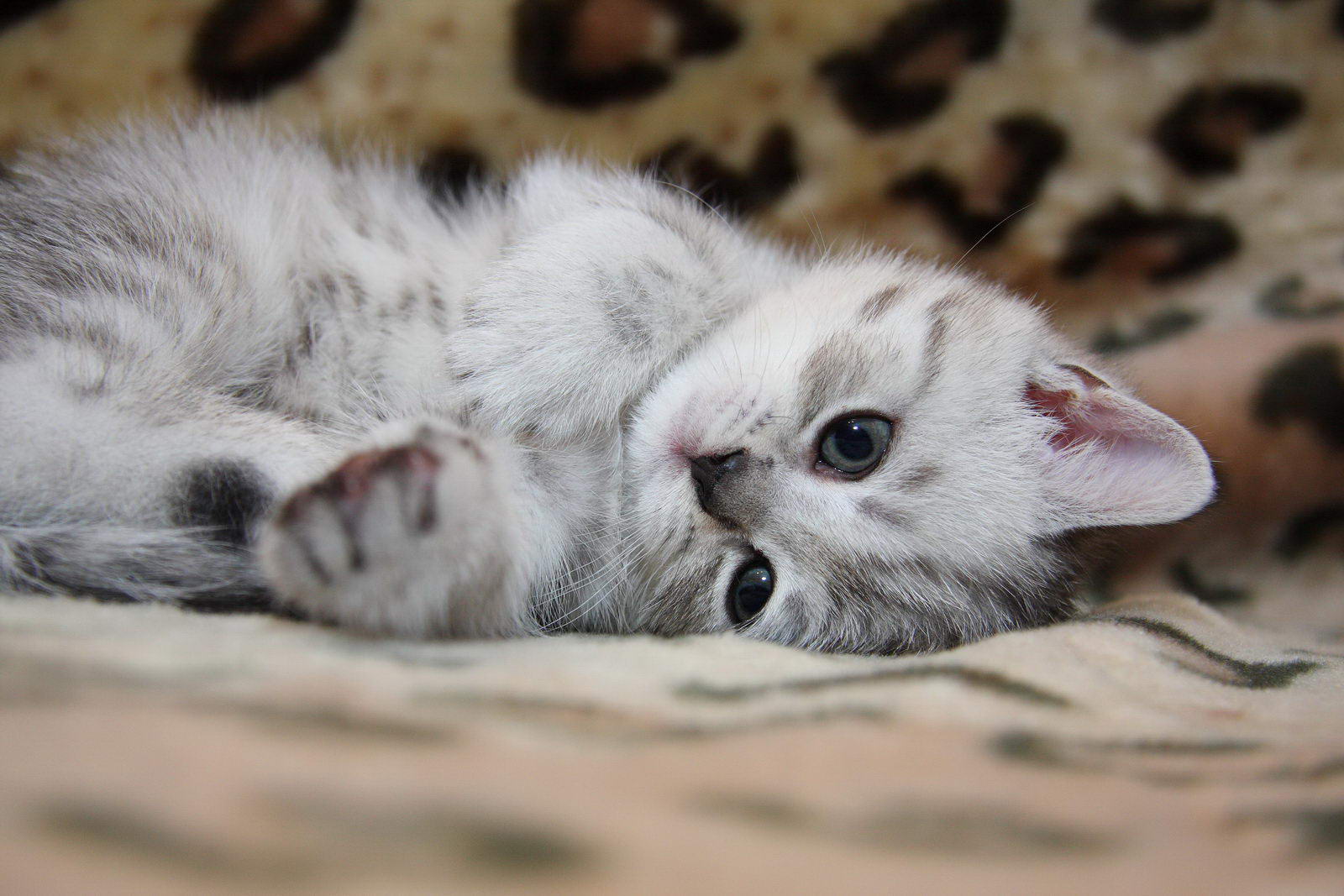 כיצד להסיר קרציה מחתול בעצמך: שיטות זמינות