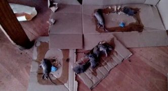 דבק על קרטון